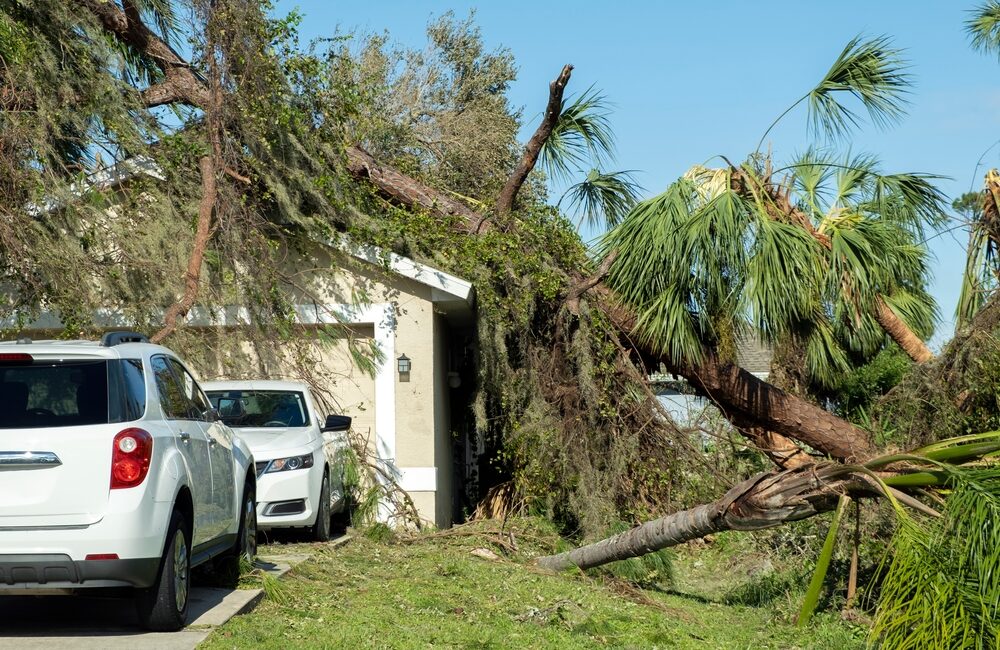 tree on home after hurricane