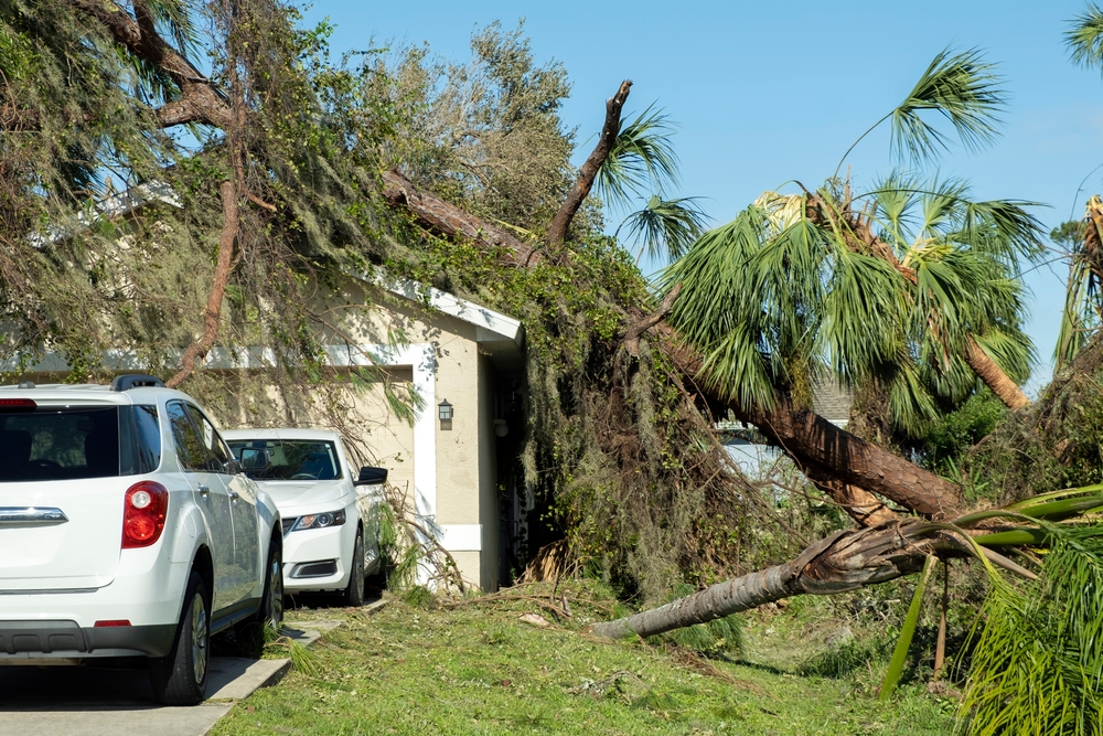 tree on home after hurricane